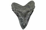 Huge Fossil Megalodon Tooth - South Carolina #328763-2